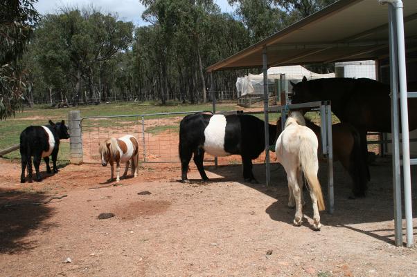 DMB Galloways cows and horses